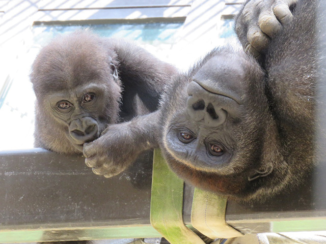 ゴリラ│兄のゲンタロウ(右)と弟のキンタロウ(左)/京都市動物園(京都府/京都市)