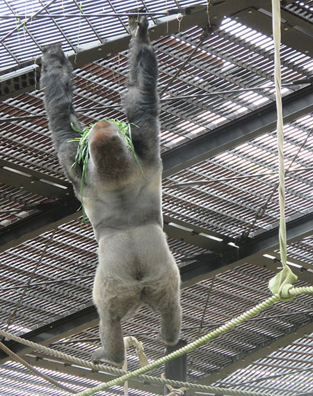 ニシゴリラ/京都市動物園(京都府/京都市)