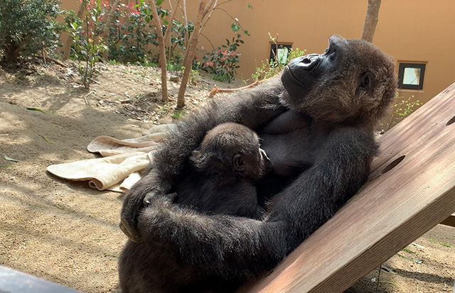 ゲンキ(母)のお乳を吸う、甘えん坊のキンタロウ(次男)/京都市動物園(京都府/京都市)