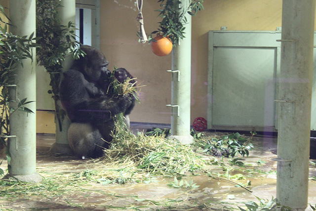 ゴリラの親子/京都市動物園(京都府/京都市)