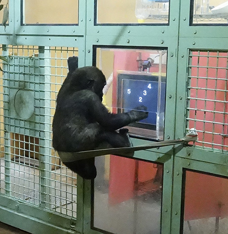 好奇心旺盛なキンタロウ(次男)/京都市動物園(京都府/京都市)