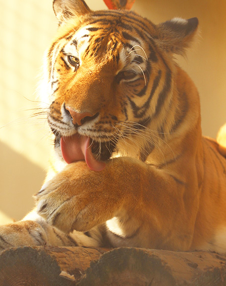 トラのアオイ/京都市動物園(京都府/京都市)