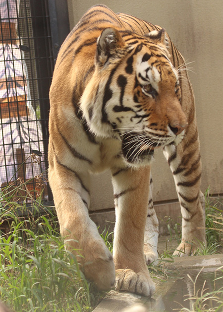 トラのオク/京都市動物園(京都府/京都市)