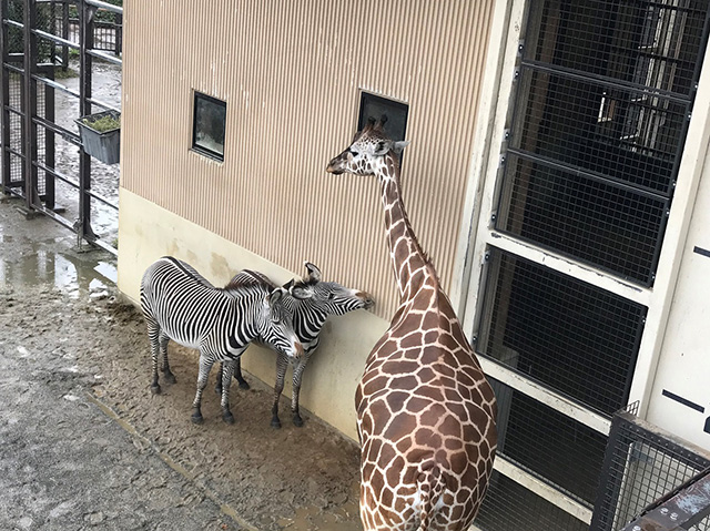 キリンとシマウマ/京都市動物園(京都府/京都市)