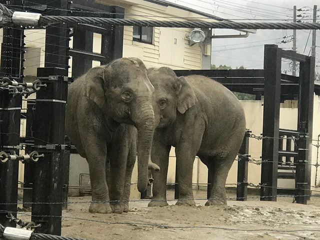 アジアゾウ/京都市動物園(京都府/京都市)