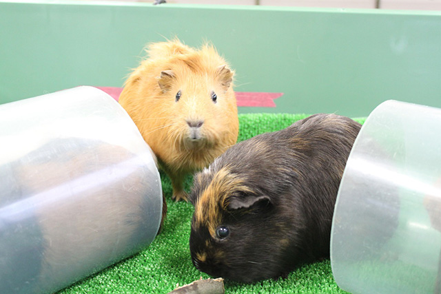 テンジクネズミ/京都市動物園(京都府/京都市)