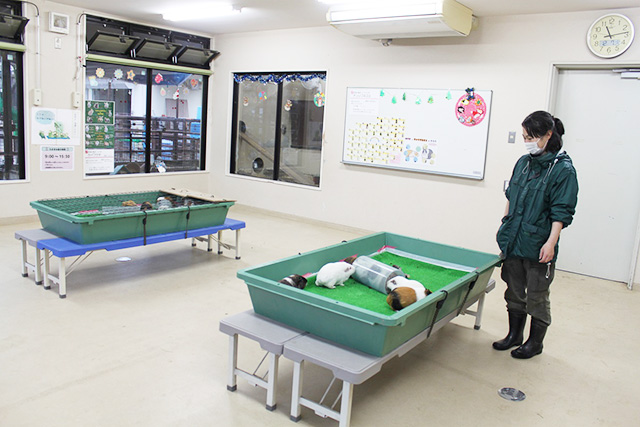 ふれあいルーム室内/京都市動物園(京都府/京都市)