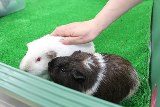 ふれあいルームのテンジクネズミ/京都市動物園(京都府/京都市)