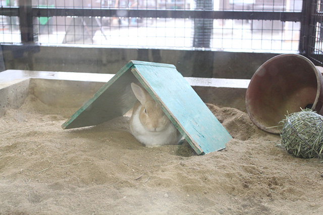 ウサギ/京都市動物園(京都府/京都市)