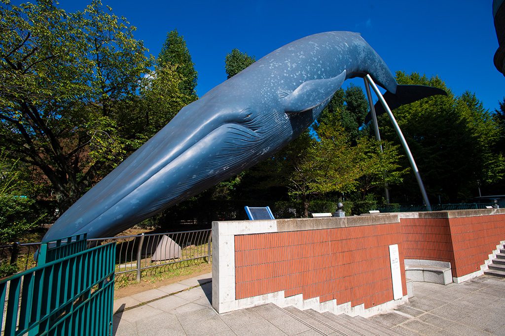 シロナガスクジラ/国立科学博物館(東京都/台東区)