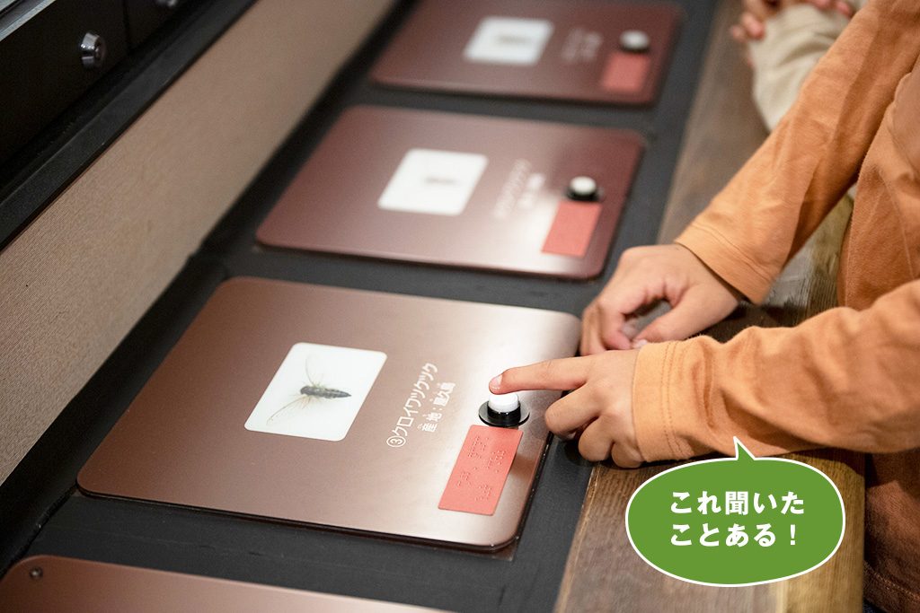 セミの鳴き声比較/国立科学博物館(東京都/台東区)