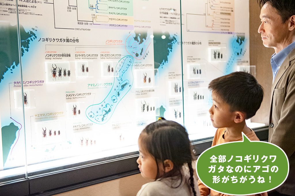 ノコギリクワガタ属の分布/国立科学博物館(東京都/台東区)