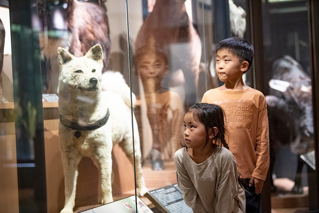 忠犬ハチ公のはく製/国立科学博物館(東京都/台東区)