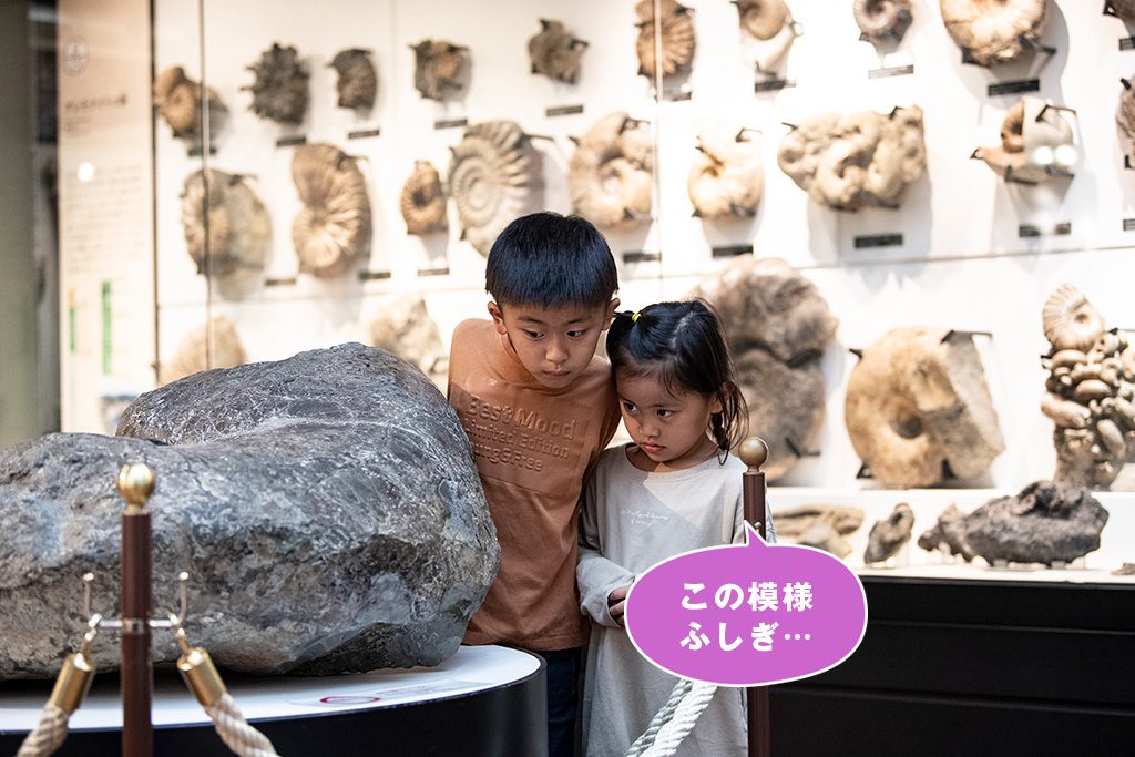 アンモナイト化石/国立科学博物館(東京都/台東区)