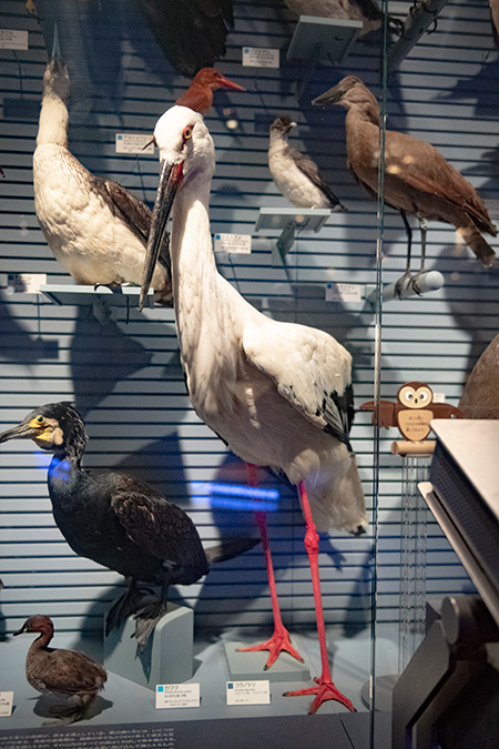 コウノトリ・トキのはく製/国立科学博物館(東京都/台東区)
