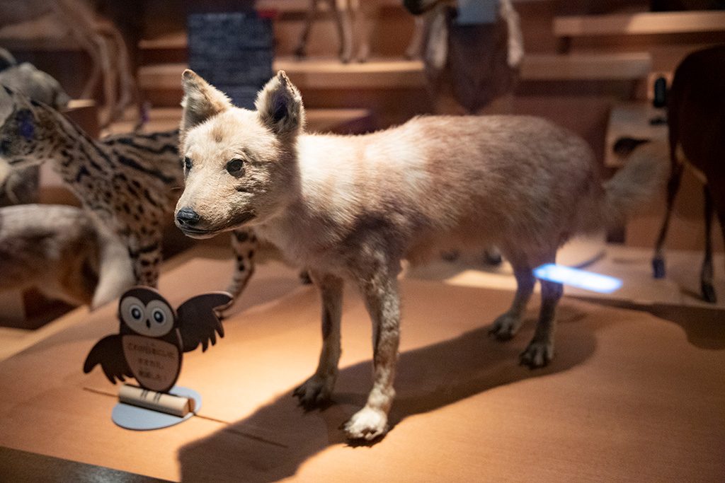 ニホンオオカミのはく製/国立科学博物館(東京都/台東区)