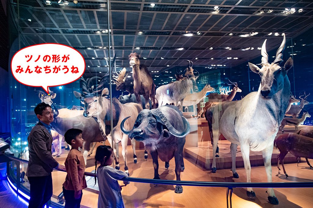 大型動物の剥製/国立科学博物館(東京都/台東区)