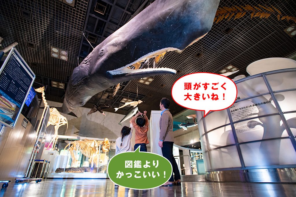 マッコウクジラ/国立科学博物館(東京都/台東区)