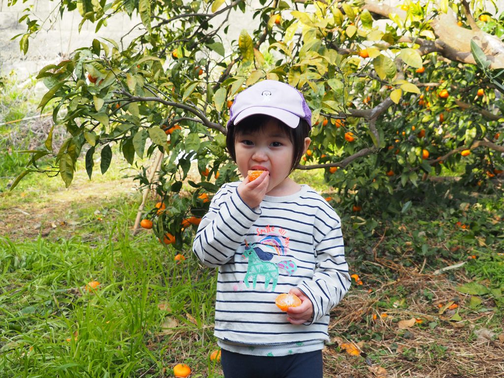 みかんを食べる子ども/千倉オレンジセンター(千葉県/南房総市)