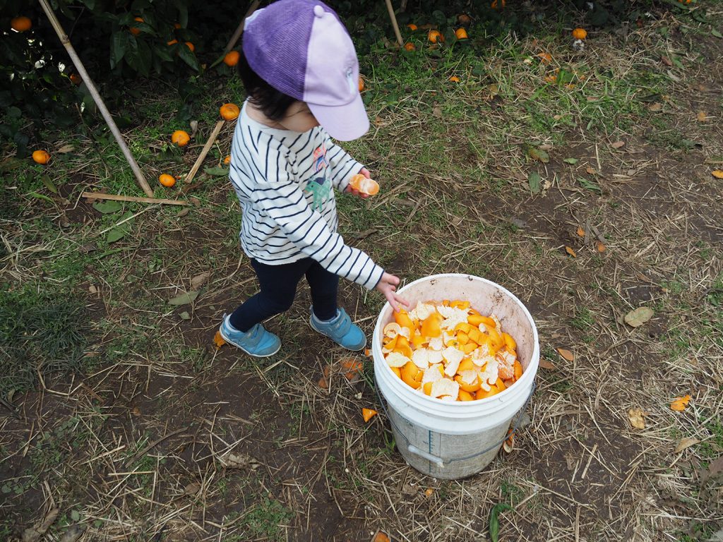 剥いたみかんの皮を入れるゴミ箱/千倉オレンジセンター(千葉県/南房総市)