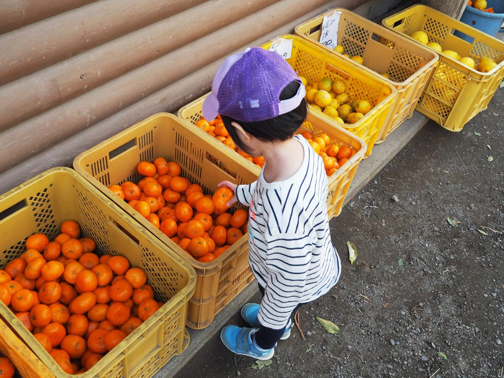 持ち帰り可能の柑橘類(有料)/千倉オレンジセンター(千葉県/南房総市)