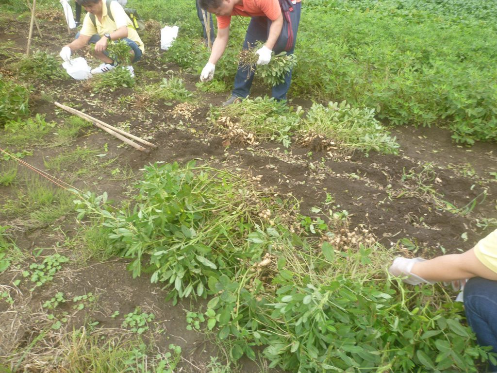 落花生の収穫体験/千倉オレンジセンター(千葉県/南房総市)