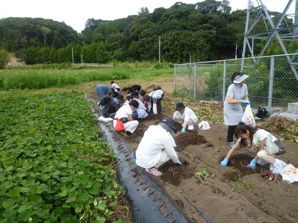 さつまいも掘り/千倉オレンジセンター(千葉県/南房総市)
