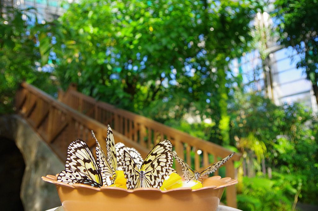 昆虫ドーム/足立区生物園(東京都)