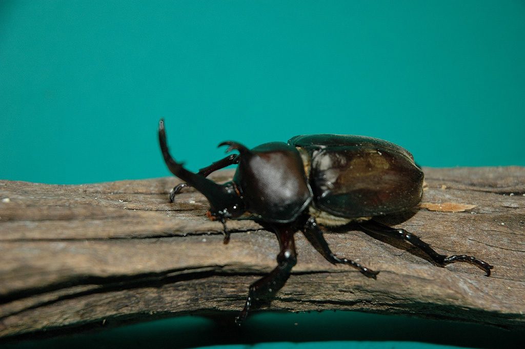 カブトムシ・クワガタムシ展/足立区生物園(東京都)