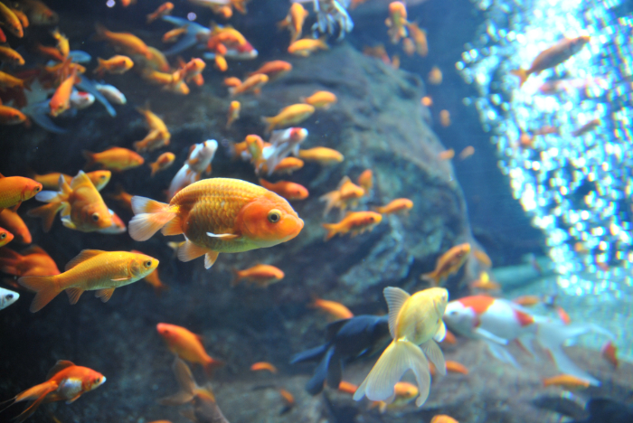 多種多様な姿形をした金魚/足立区生物園(東京都)