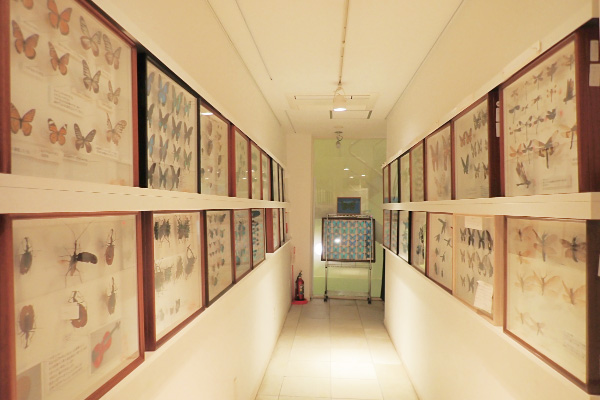 館内に展示している昆虫標本/ファーブル昆虫館(東京都/文京区)