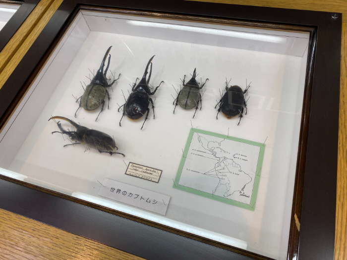 世界のカブトムシ/蝶のひろば 株式会社サガミ(神奈川県/横須賀市)