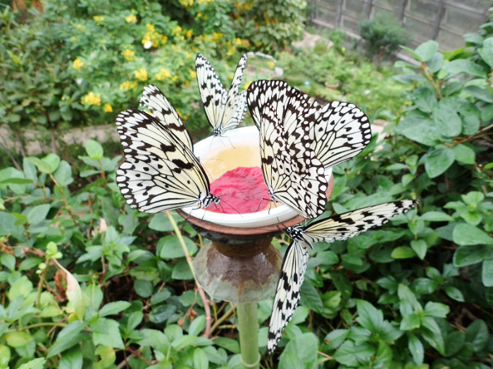 /多摩動物公園 昆虫園(東京都/日野市)