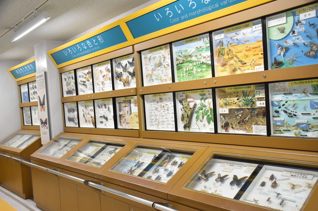 「標本展示室」/多摩動物公園 昆虫園(東京都/日野市)