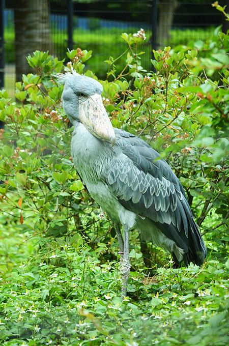 千葉市動物公園(千葉県)