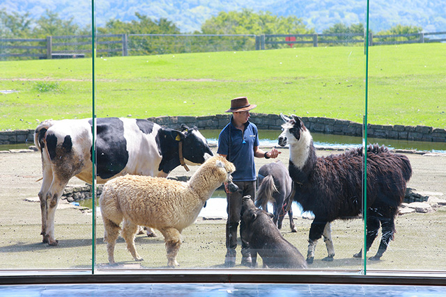 牧羊犬とまきばの仲間たち/マザー牧場(千葉県/富津市)