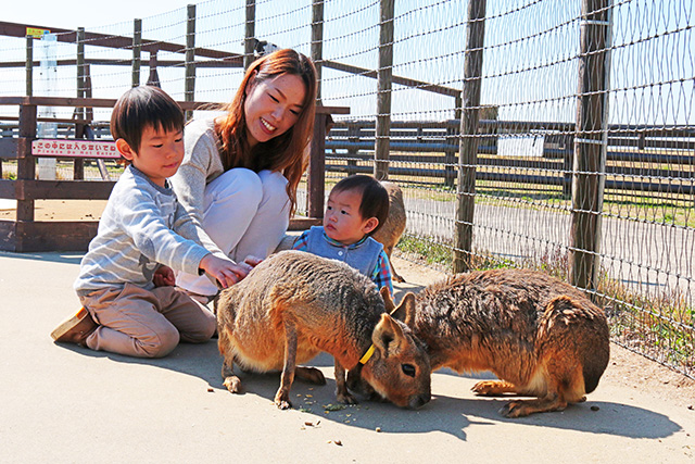 放し飼いのマーラ/マザー牧場(千葉県/富津市)