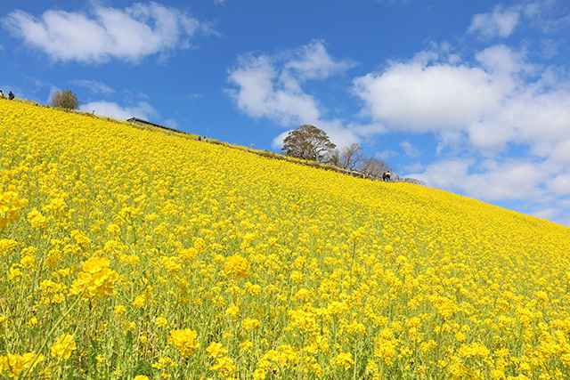 「花の大斜面・西」に咲く菜の花/マザー牧場(千葉県/富津市)