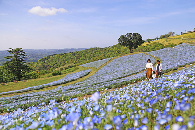 「花の谷」に咲くネモフィラ/マザー牧場(千葉県/富津市)