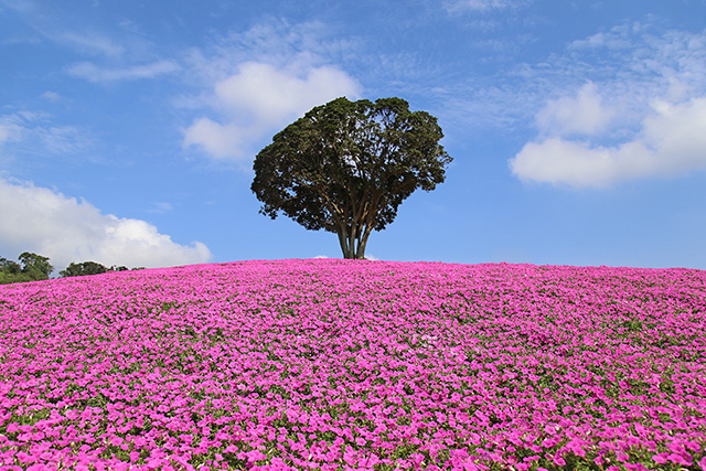 「花の谷」に咲く桃色吐息/マザー牧場(千葉県/富津市)