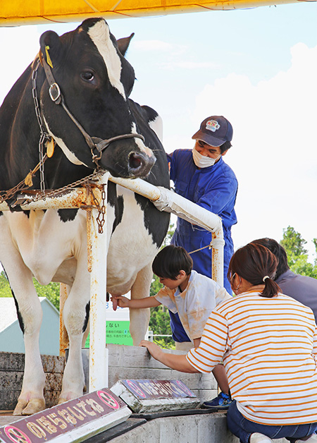 乳牛の手しぼり体験/マザー牧場(千葉県/富津市)