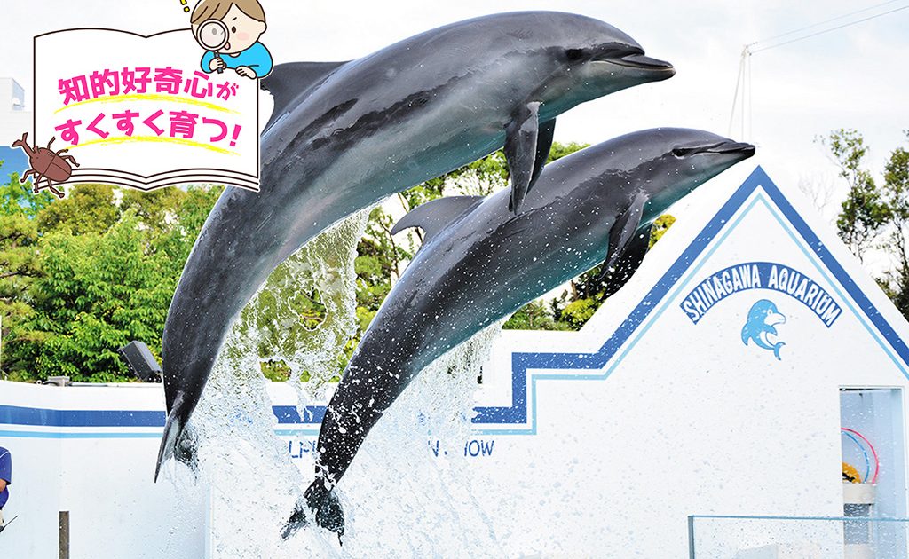 しながわ水族館 東京都 はイルカやアザラシのショーや展示スタイルに注目 るるぶkids