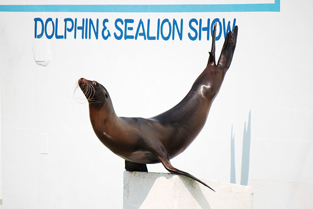 アシカショー/しながわ水族館(東京都/品川区)
