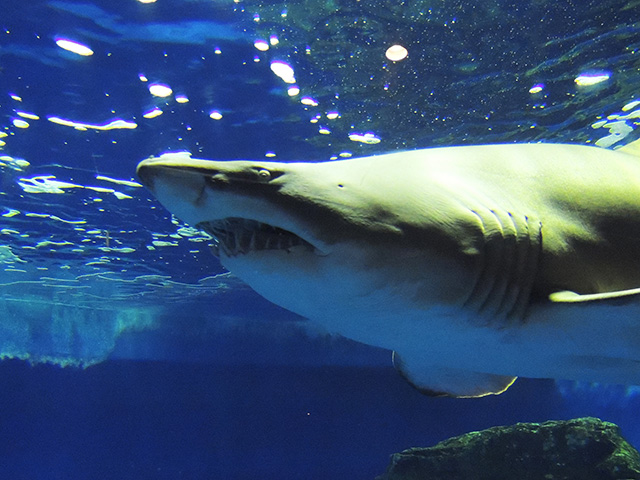 「シャークホール」のシロワニ/しながわ水族館(東京都/品川区)
