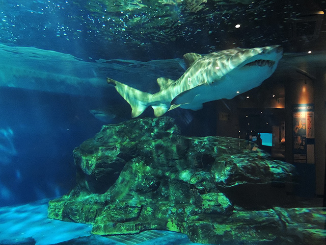 2頭の大きなシロワニが泳いでいる姿/しながわ水族館(東京都/品川区)