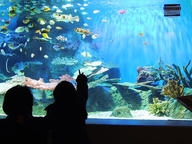 海の宝石箱/しながわ水族館(東京都/品川区)