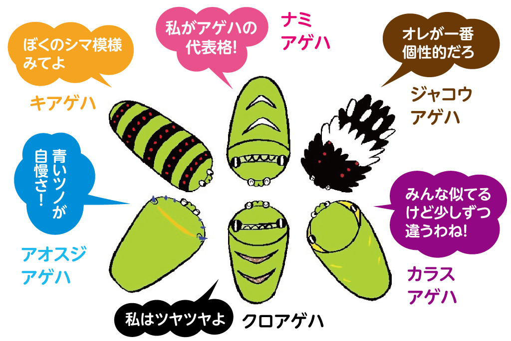 特に身近な6種類のアゲハチョウ