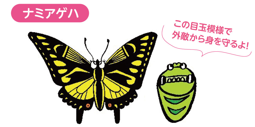 ナミアゲハ
