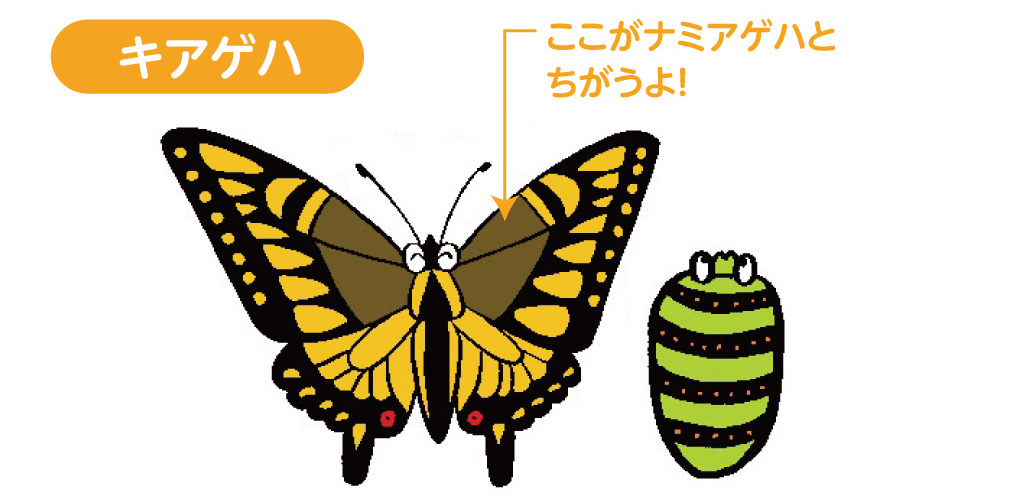 ナミアゲハ