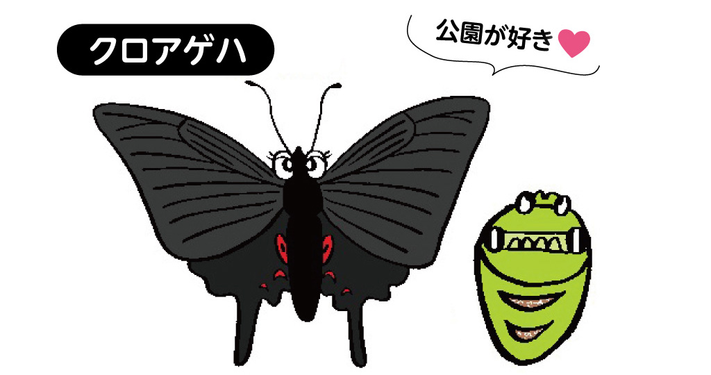 クロアゲハ